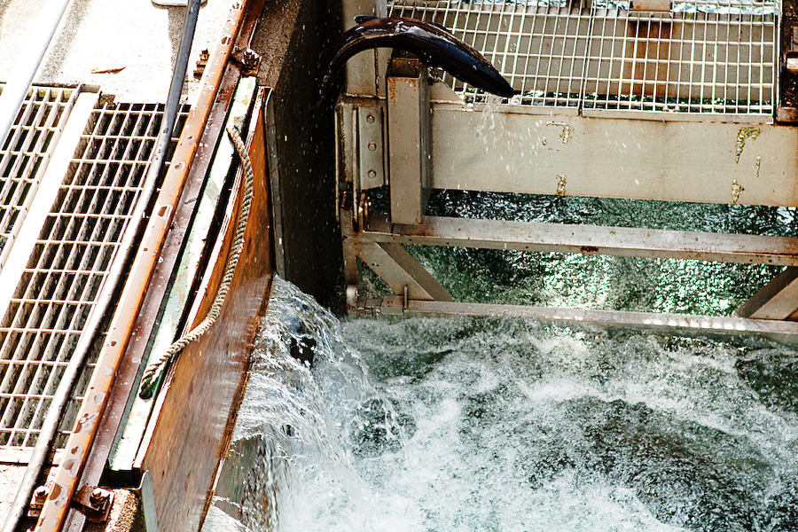 An electronic crowder pushes the fish towards the elevator leading them to the spawning room.