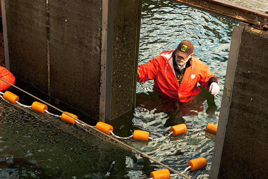 Oregon Department of Fish and Wildlife personnel corralled the remaining coho salmon to finish off the spawning season. Fish exit the rivers through fish ladders, which lead to holding tanks, where they are held between one to three months before they are spawned.