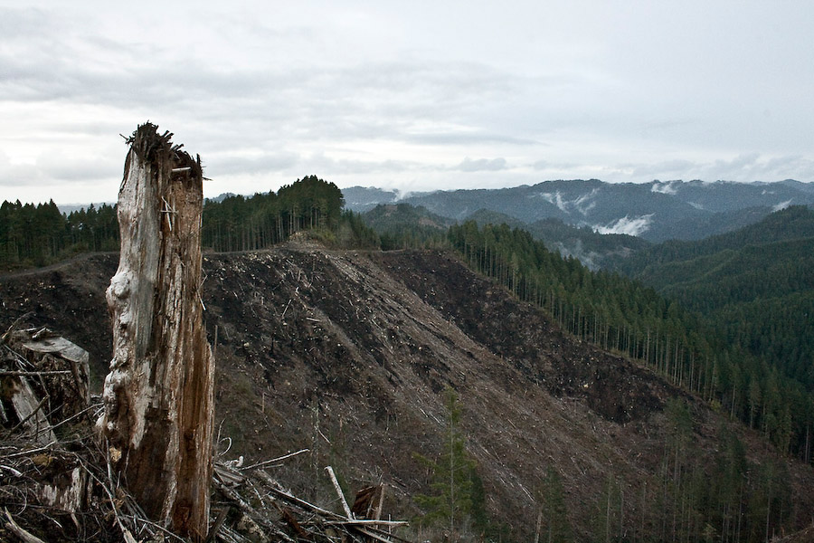 Post-cut, logging companies must raze the ground with fire and herbicides to control pests and undergrowth that might inhibit new tree growth.