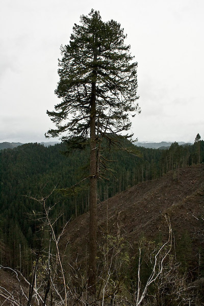 In keeping with state laws intended to protect the endangered species that inhabit Oregon's forests, clear cutters must leave "habitat trees" on every acre of land.