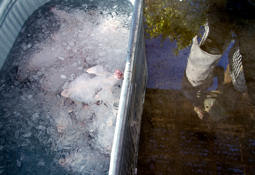 Broiler chickens chill in an ice bath.