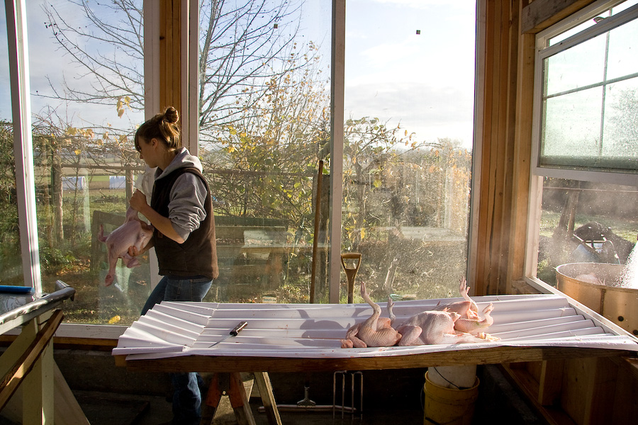 After plucking chickens pass through a window on their way to being gutted, trimmed, and bagged.
