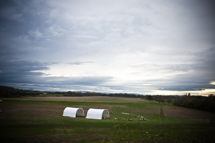 The hooped shelters for the laying hens and turkeys at Afton Field Farm. These structures are easily movable and travel around the Jones' property which stretches to the line of trees in the distance. Continual movement ensures fresh grass for the animals and even fertilizing for the grass.