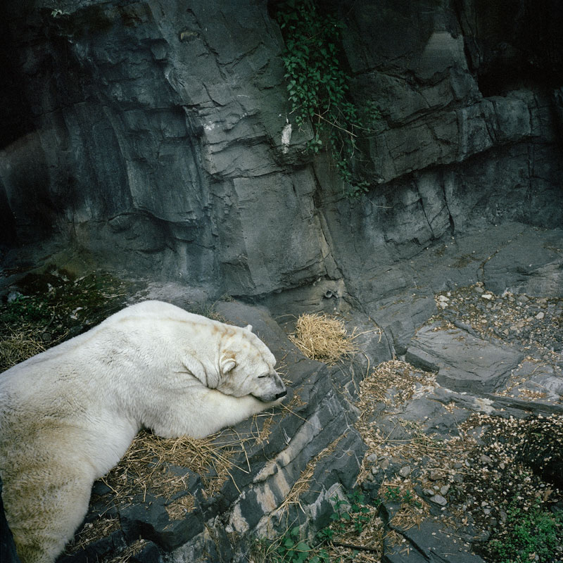 Ursus Maritimus Central Park Zoo, New York