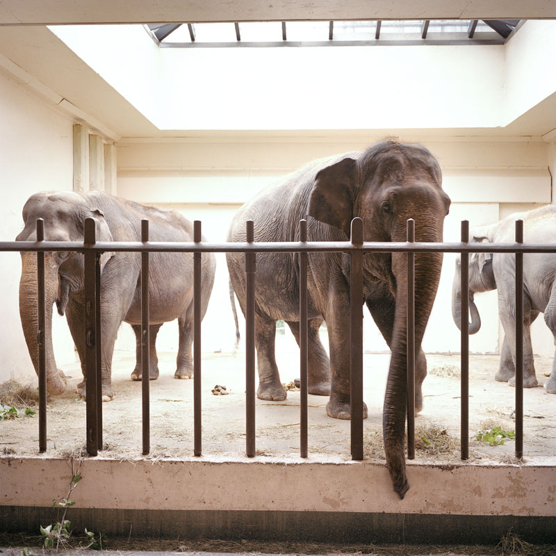 Elephas Maximus Indicus National Zoological Park, Washngton DC