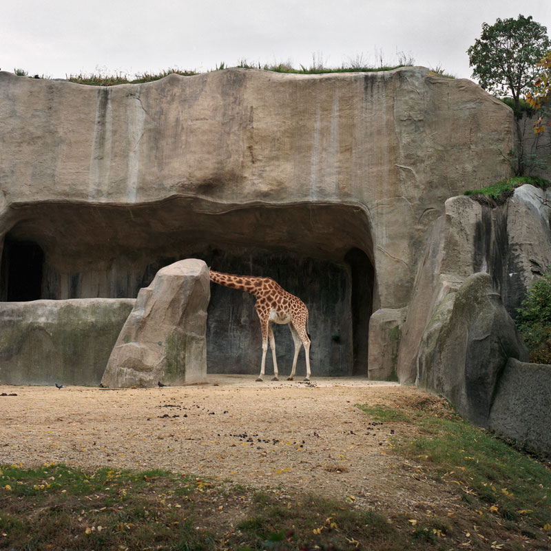 Giraffa Cameleopardalis Zoo Bois de Vincennes, Parigi