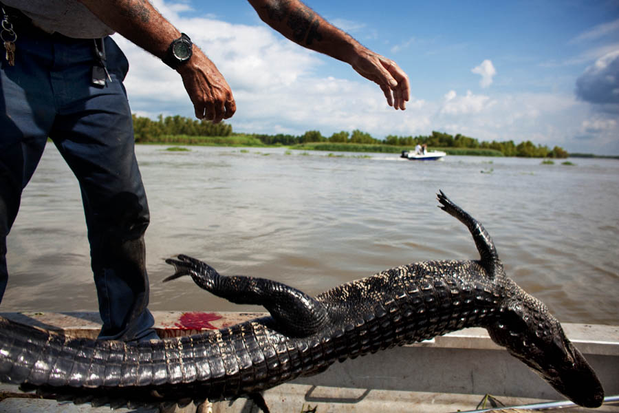 Rebel tosses a recently caught gator into the bottom of the boat.
