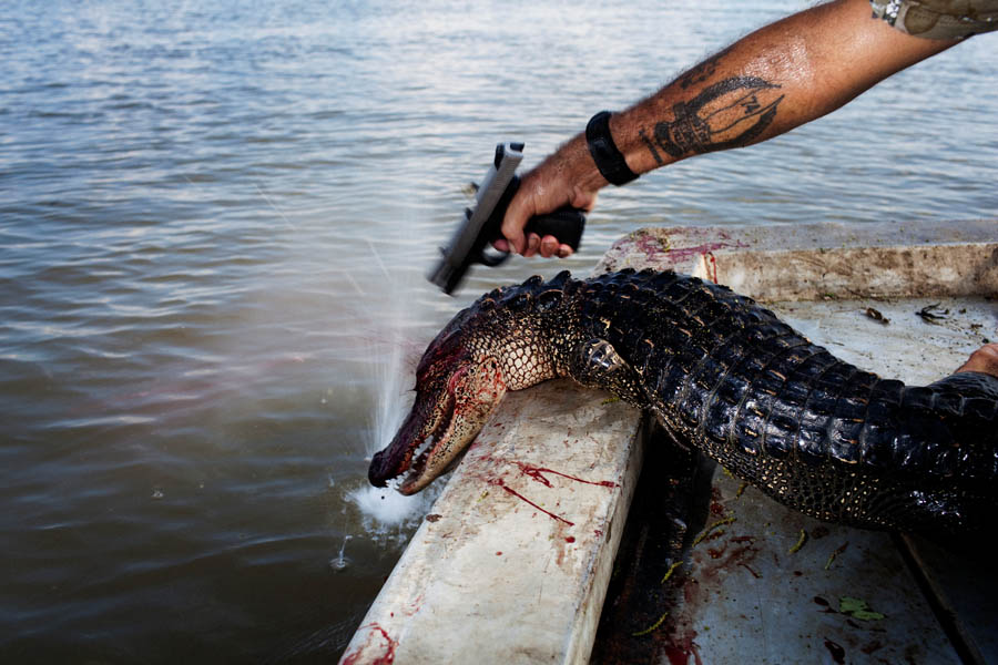 Rebel plants a second bullet in the head of a gator that kept moving after being hauled into the boat. Each gator is then tagged before being piled in the bottom of the boat.
