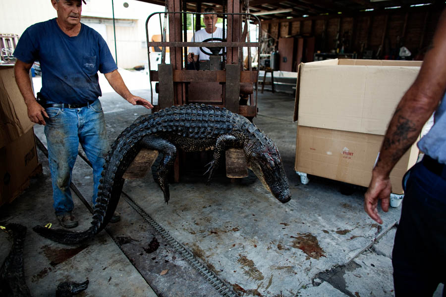 A forklift is used to lift an alligator into a cardboard storage box.