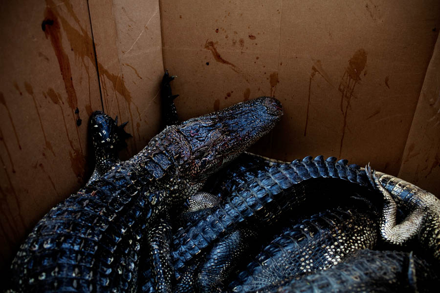 The gators are then placed in cold storage in large cardboard boxes until the hunters have run out of tags. They are then delivered to someone who skins the animals and processes the meat, returning the skins to be sold.