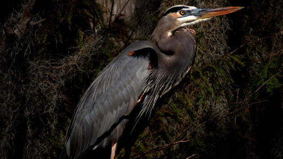 POLK COUNTY AVIANS